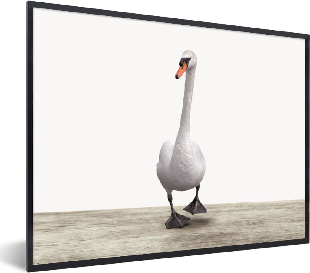 MuchoWow Gerahmtes Poster Schwan - Tiere - Vogel - Jungen - Mädchen - Kinder 80x60 cm - Poster mit Schwarzem Bilderrahmen Wandposter Rahmen Foto...