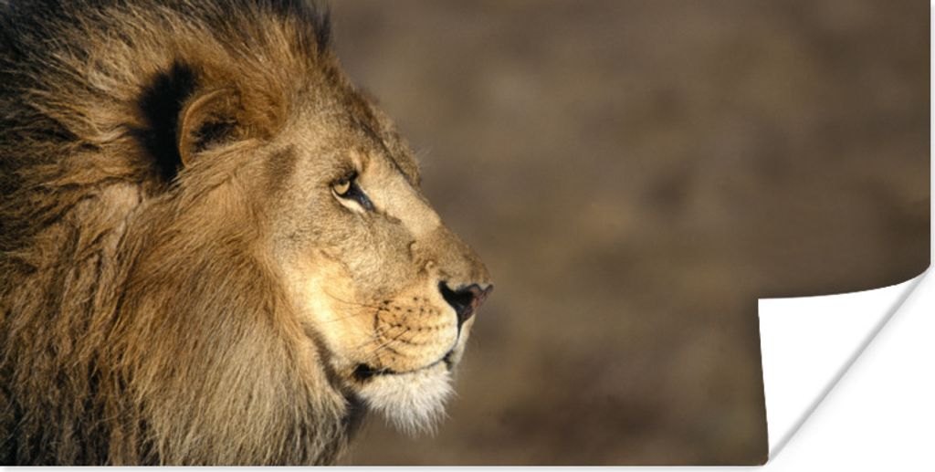 MuchoWow Poster Profil - Löwe - Afrika 80x40 cm - Wanddeko