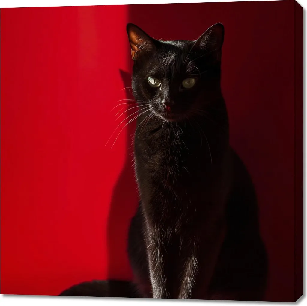 Quadro 100x100 cm Eleganza nell'ombra