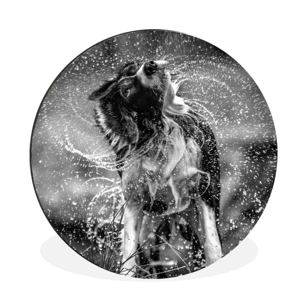 MuchoWow Aluminium Wandkreis Border Collie schüttelt Wasser ab - schwarz und weiß Ø 30 cm Wanddeko Modern Wohnzimmer - Wand Bild - Wohnzimmer ...