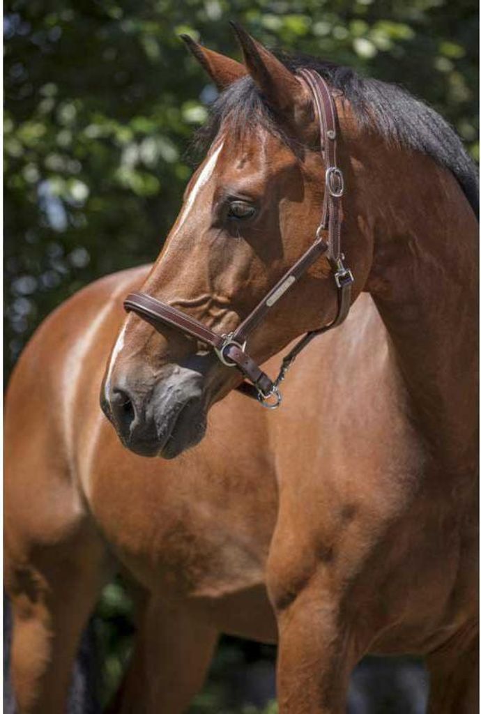 NORTON PRO Grooming Lederhalfter in havana und schwarz, Farbe:havana, Größe:Warmblutgröße