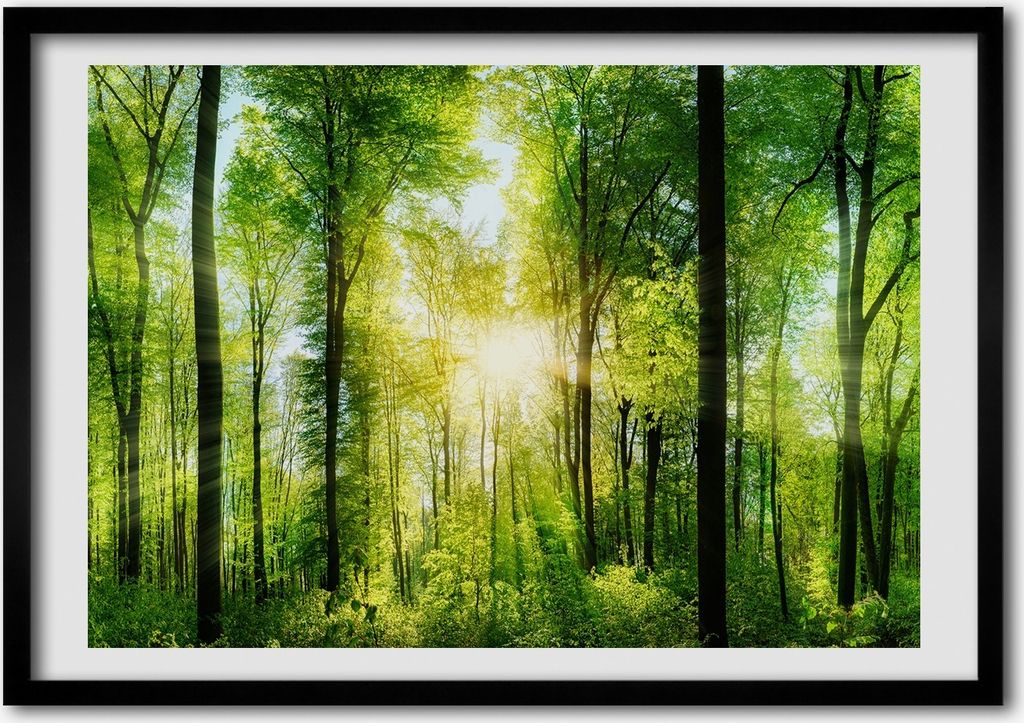 Bild - Bilder - Bilderrahmen - 70 cm x 50 cm - MDF-Rahmen, Wandkunst Wald in der Sonne