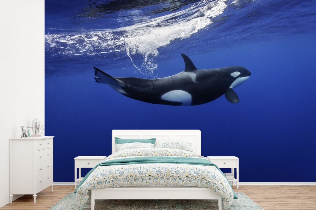 MuchoWow Fototapete für Wohnzimmer oder Schlafzimmer Wandtapete Vinyl Motivtapete Orca im klaren Wasser - 525x350 cm - Das Hintergrundbild