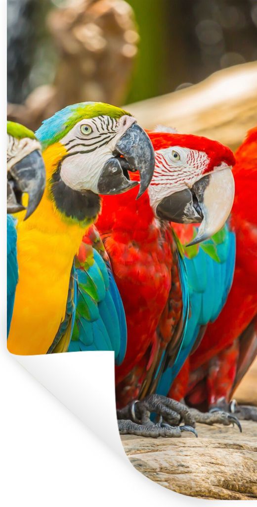 MuchoWow Wandtattoo Wandsticker Wandaufkleber Vögel - Papagei - Tropisch - Natur 60x120 cm Selbstklebend und Repositionierbar - Selbstklebend - ...