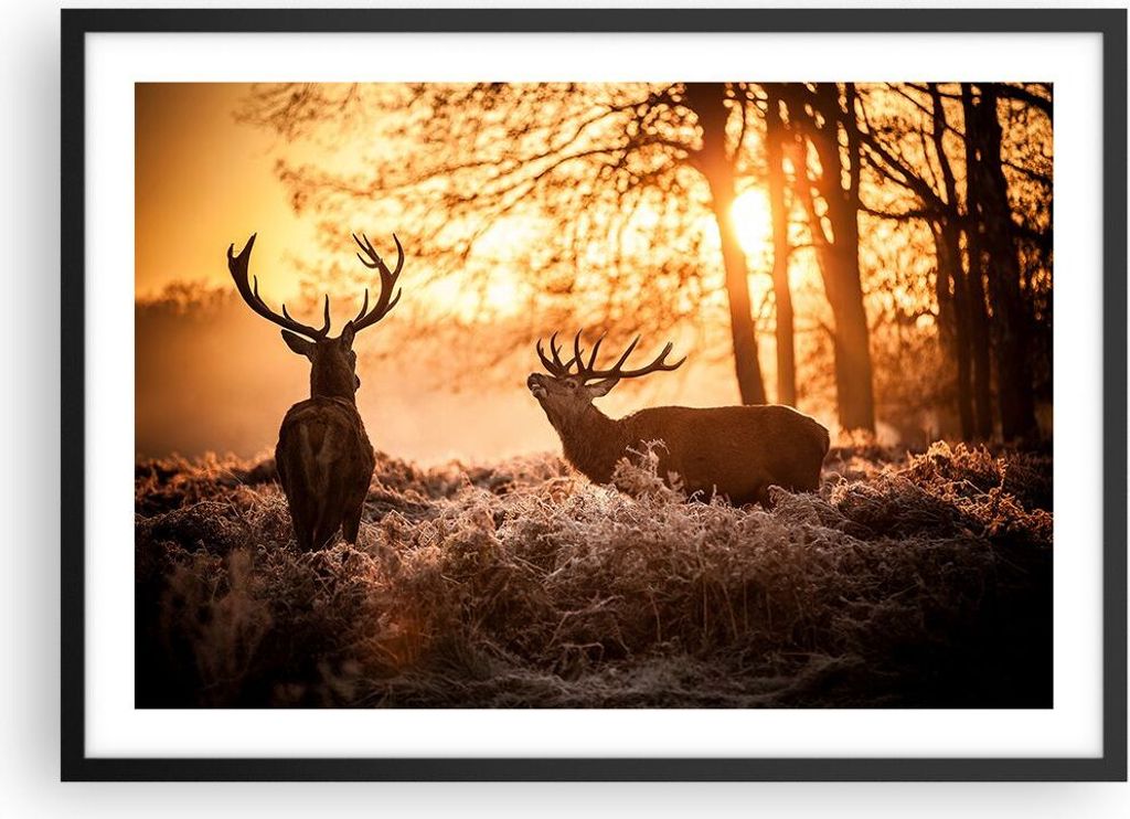Gerahmtes Poster - Schwarzer Rahmen - Deer Heidekraut Tier - 70x50 cm - Wand Bild - Wanddeko - Wandbilder - Kunstposter - Wandposter - Bilderrahmen...