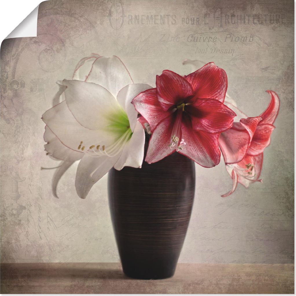 ARTland Poster Amaryllis Vintage I Größe: 40x40 cm