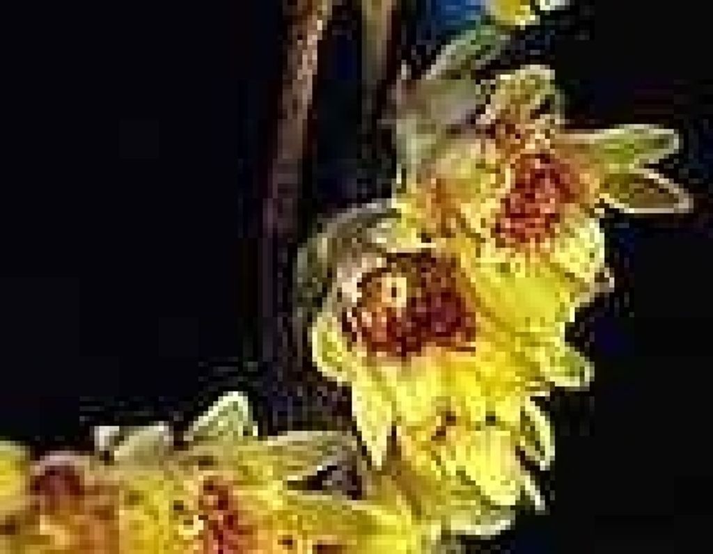 Chimonanthus praecox - Winterorchidee - Chinesische Winterblüte 30-40cm