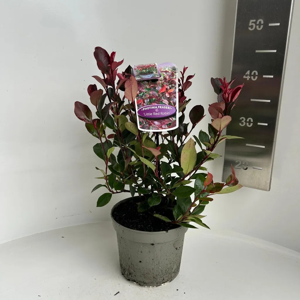 Arbuste de Haie Basse Photinia Little Red Robin en Pot de 30-35 cm