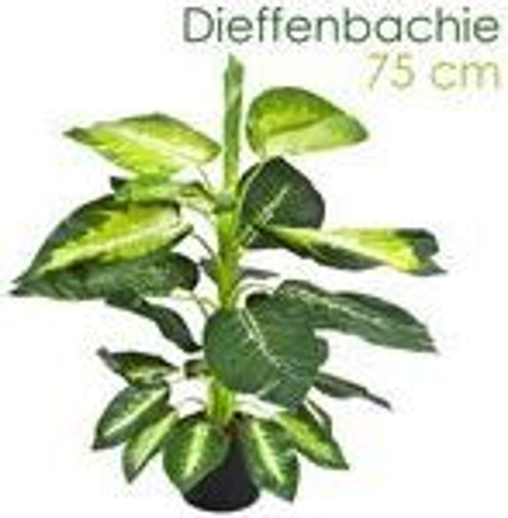 Dieffenbachia umelá rastlina umelá rastlina 75 cm umelá Obrázok produktu 