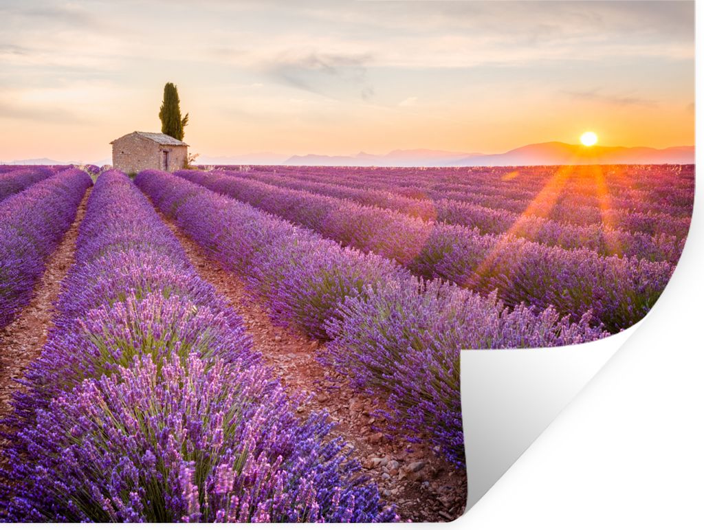 MuchoWow Wandtattoo Wandsticker Wandaufkleber Lavendel - Sonnenuntergang - Blumen - Lila 160x120 cm Selbstklebend und Repositionierbar - Selbstkl...