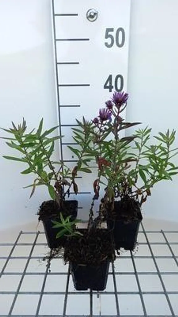 Aménager un massif d'automne avec 6 Asters Barr's Blue bleus en pot