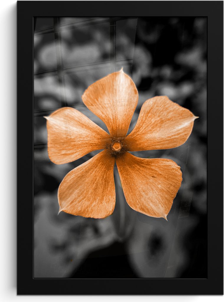 MuchoWow MuchoWow Gerahmtes Poster Blumen - Orange - Schwarz - Weiß 20x30 cm - Poster mit zchwarzem Bilderrahmen - Drucken - Bilder Poster im ...