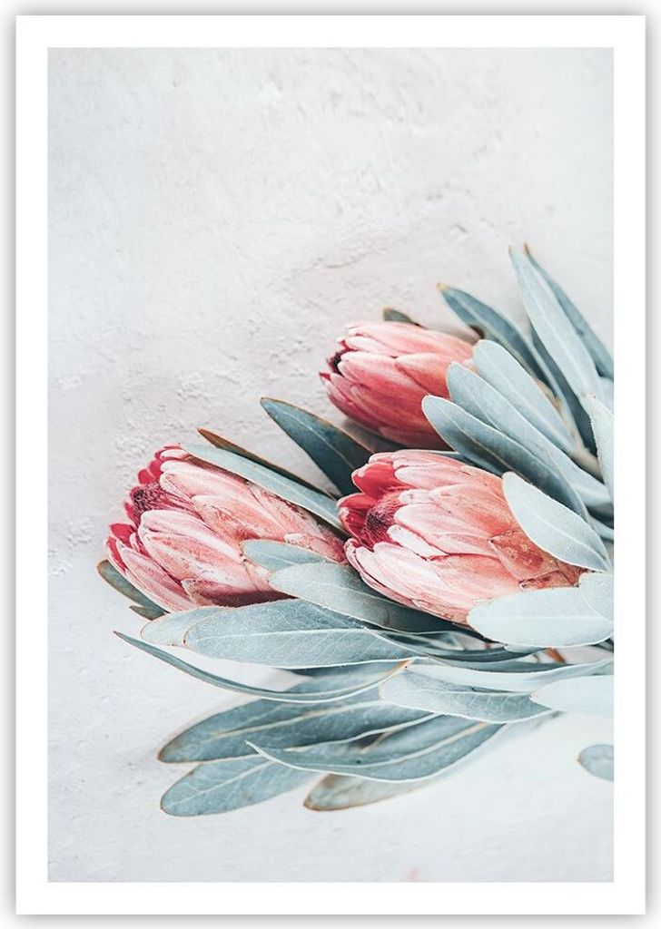 Poster - Poster ohne Rahmen - Blume Eukalyptus Australier - 70x100 cm - Wand Bild - Wanddeko - Wandbilder - Kunstposter - Wandposter - Bilder - Kun...