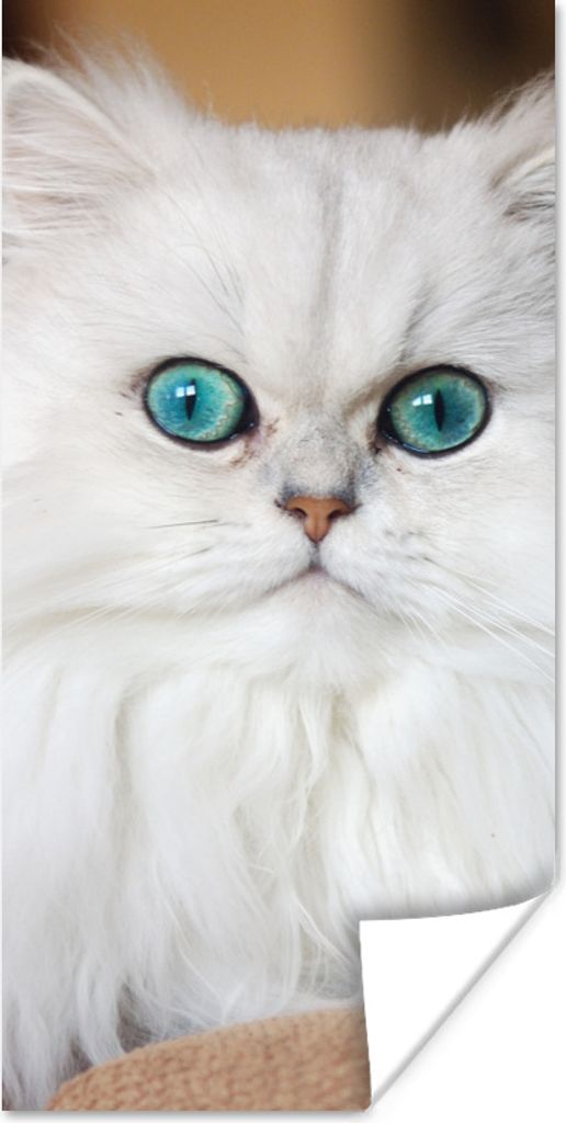 MuchoWow Poster Schneeweiße Perserkatze 40x80 cm - Dekoration