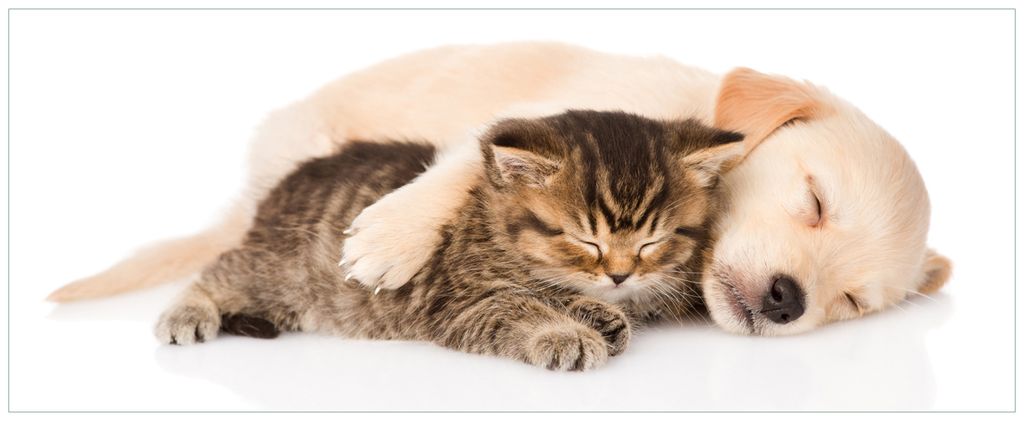 Wallario Premium Glasbild, freischwebende Optik, kräftige Farben, Größe 125 x 50 cm Motiv Katze und Hund in Harmonie - Kuschelnde Tiere