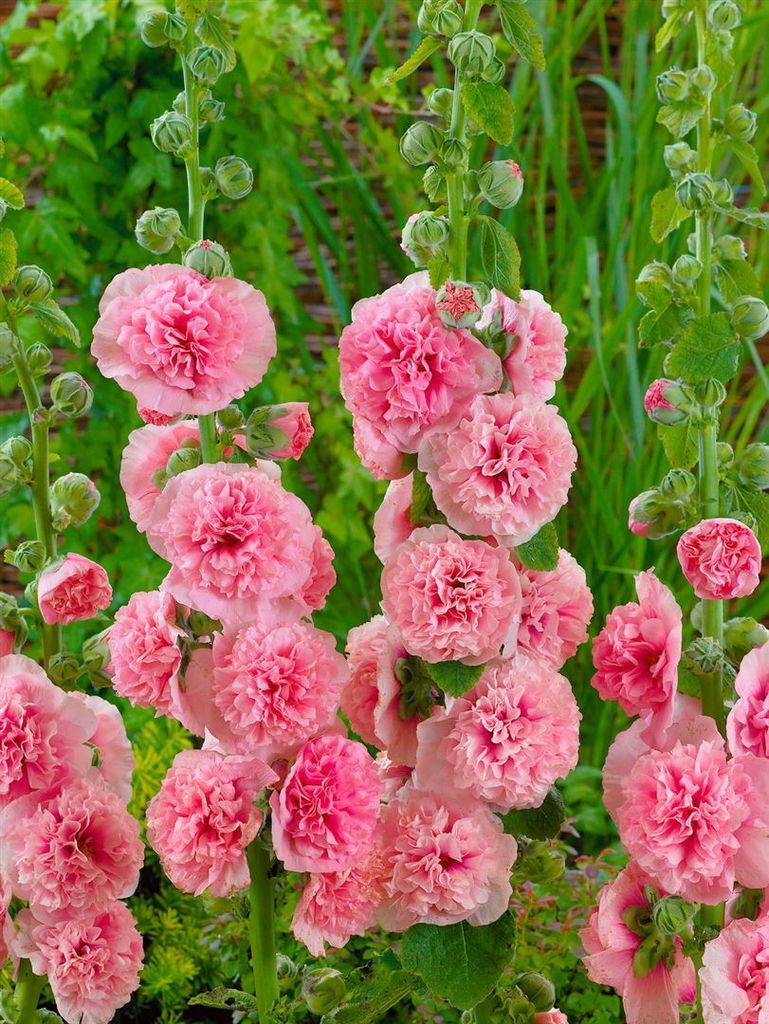 Alcea rosea 'Pleniflora Chaters', Stockrose, lachsrosa, ca. Produktbild 