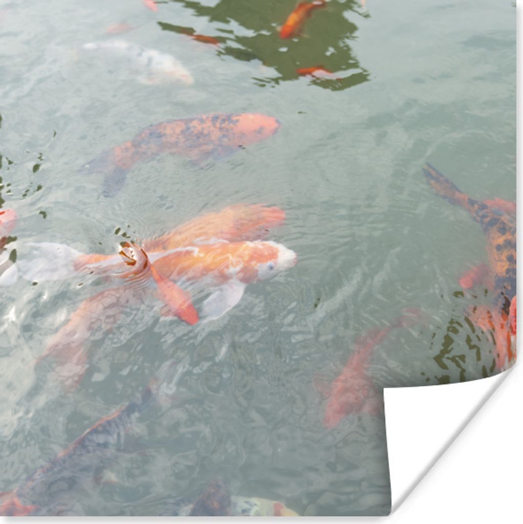 MuchoWow Poster Eine Gruppe von Koi-Karpfen in einem Teich 50x50 cm - Wohnzimmerdekoration