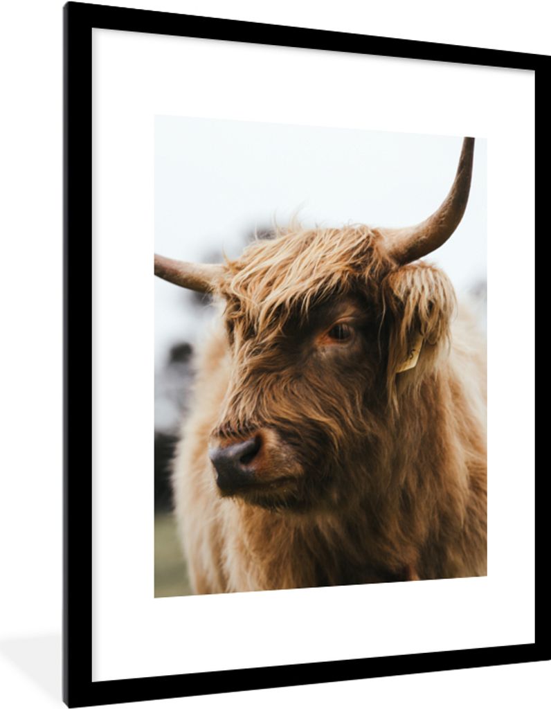 MuchoWow Gerahmtes Poster Schottischer Highlander - Tiere - Hörner 60x80 cm - Poster mit Schwarzem Bilderrahmen Wandposter Rahmen Foto Bilder - ...