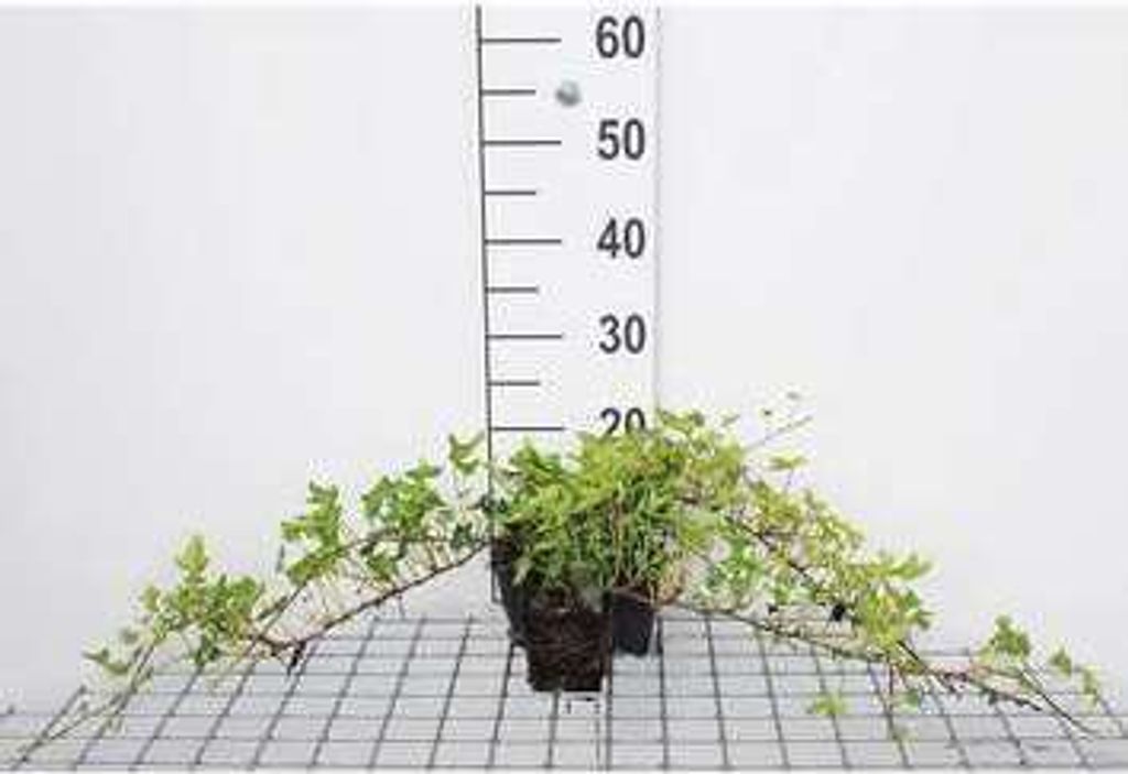12 x Hedera helix 'Green Ripple' - Efeu 'Green Ripple - Topf 9 cm x 9 cm