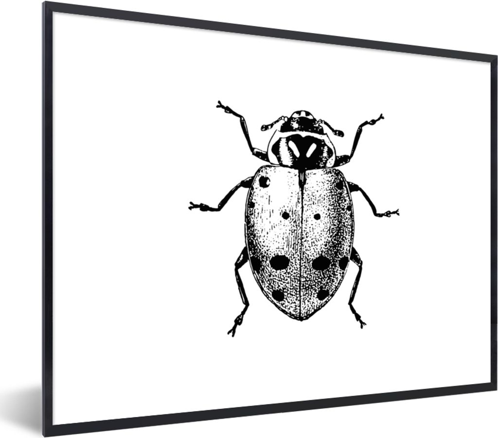 MuchoWow Gerahmtes Poster Vintage - Marienkäfer - Insekten - Schwarz und weiß 80x60 cm - Poster mit Schwarzem Bilderrahmen Wandposter Rahmen Fo...