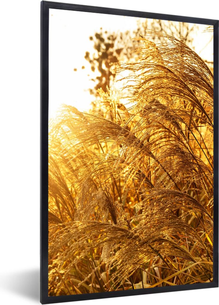MuchoWow Gerahmtes Poster Pampasgras - Sonne - Gras 20x30 cm - Poster mit Schwarzem Bilderrahmen Wandposter Rahmen Foto Bilder - Drucken - Bilder...