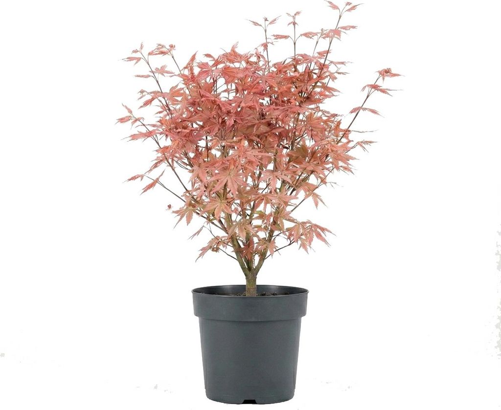 Acer Palmatum Taylor, ca. 50 cm hoch, Topf 19 cm, Produktbild 