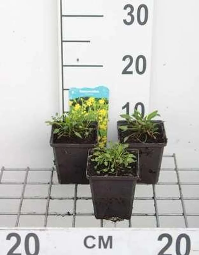 Lot de 6 Ranunculus flammula Plume d'eau en pots de 9x9cm pour bassin