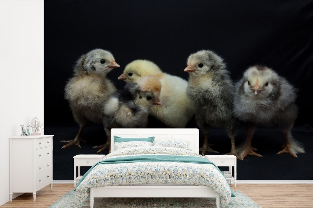 MuchoWow Fototapete für Wohnzimmer oder Schlafzimmer Wandtapete Vinyl Motivtapete Fünf fröhliche Küken auf schwarzem Hintergrund - 450x300 cm...