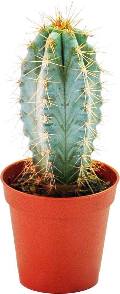 Pilosocereus azureus - mittelgrosse Pflanze im 8,5cm Topf Produktbild 