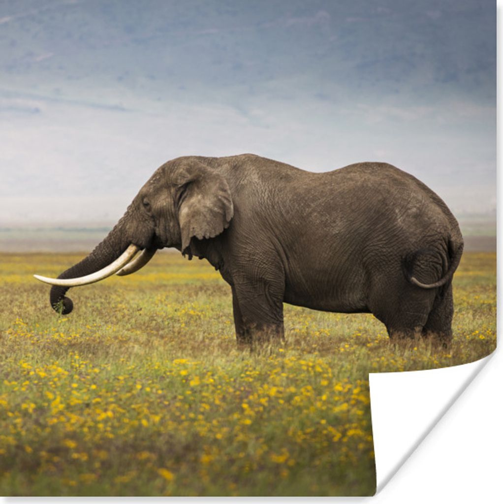 MuchoWow Poster Weidender Elefant in der Wildnis Afrikas 30x30 cm - Wandposter - Printing