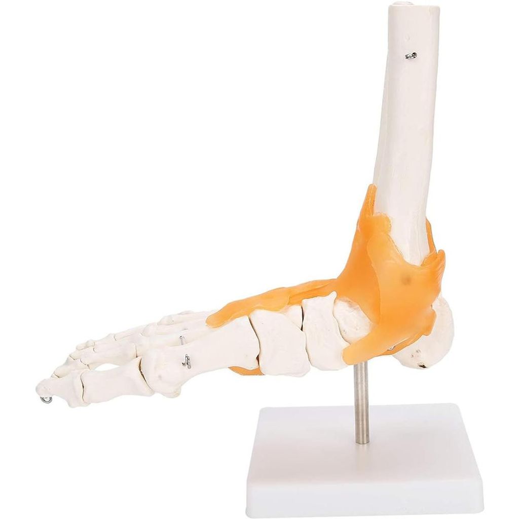 Anatomický model kostry v měřítku 1:1 v životní velikosti Obrázek produktu 