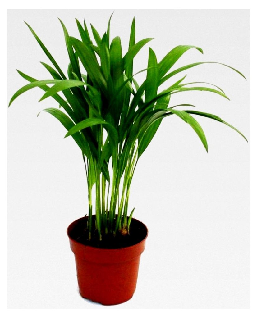 Areca - Chrysalidocarpus lutescens - Goldfruchtpalme im 12 cm Topf
