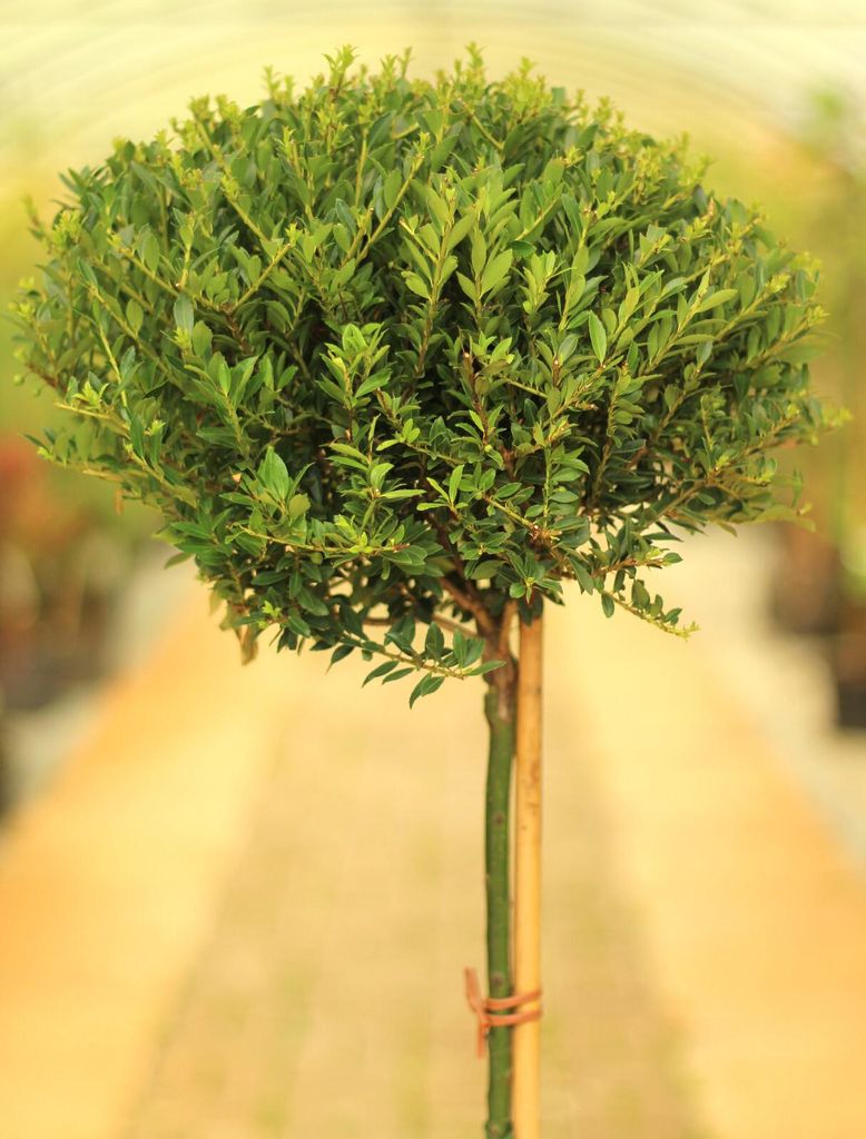 Japanische Stechpalme Ilex crenata Twiggy Hochstamm 40 cm