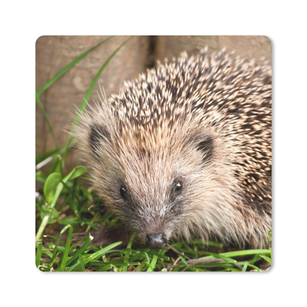 MuchoWow Mauspad Mousepad Igel - Zaun - Gras 30x30 cm - Mousepads - Maus Mat - Pad - Mausunterlage - Gaming
