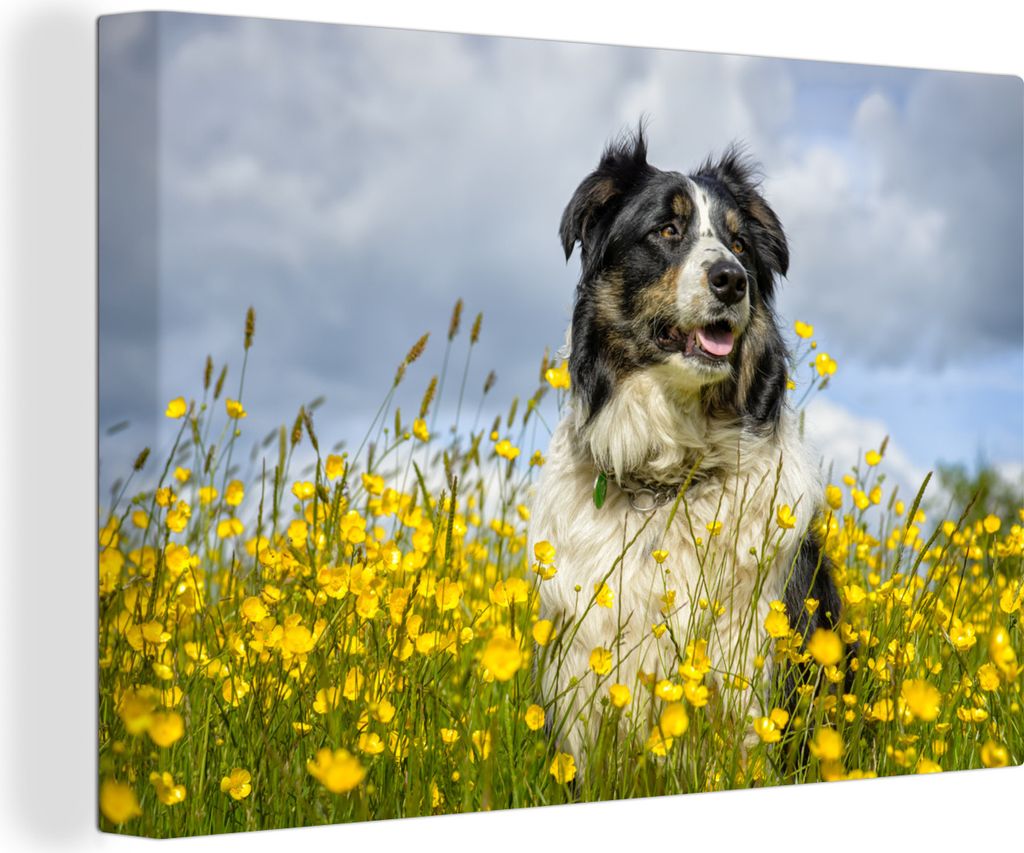 OneMillionCanvasses - Leinwandbilder - 140x90 cm, Ein Border Collie zwischen gelben Blumen, Wandbilder Kunstdruck Wanddekoration - Foto auf Leinw...