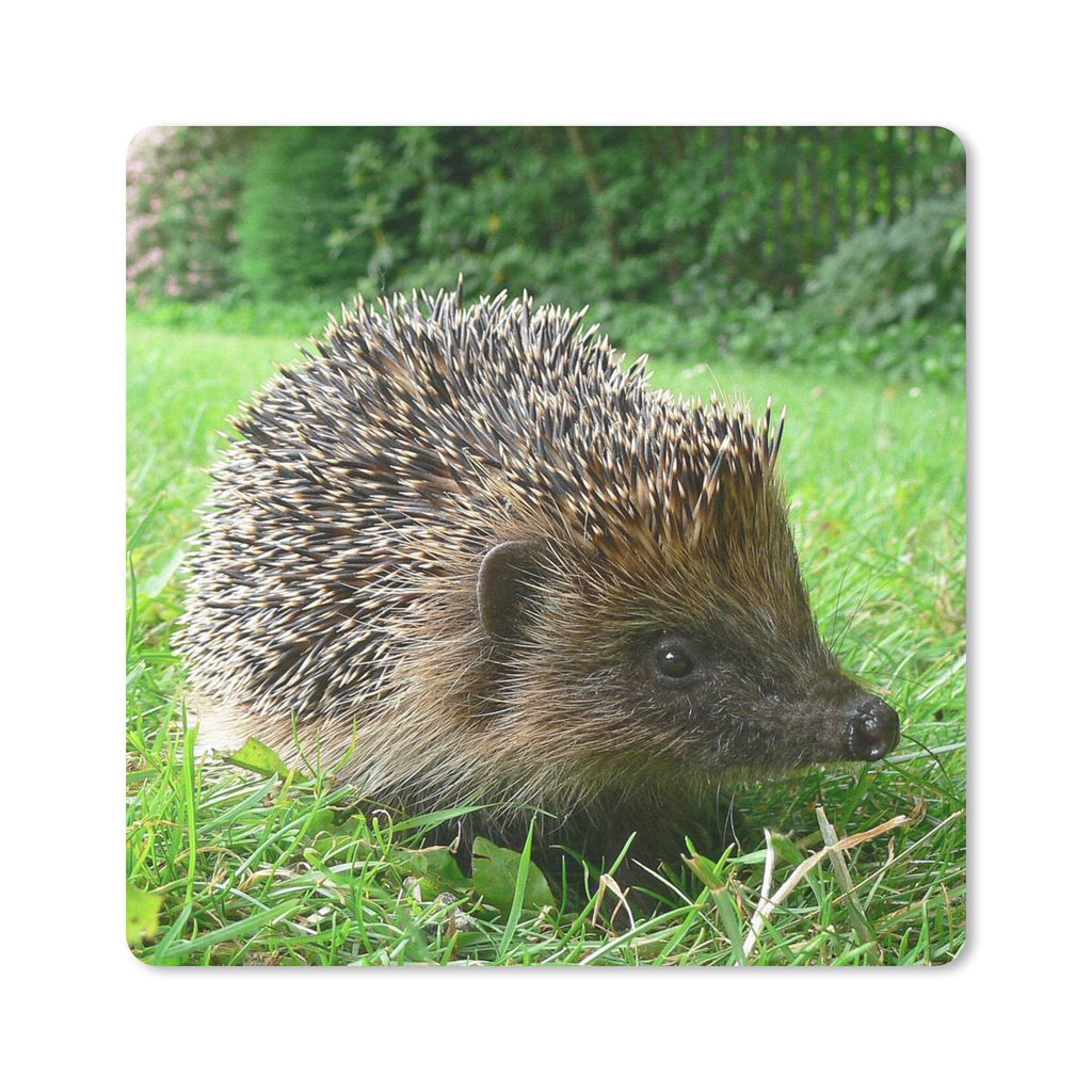MuchoWow Mauspad Mousepad Igel - Gras - Park 20x20 cm - Mousepads - Maus Mat - Pad - Mausunterlage - Desk Mat - Bureauartikeln