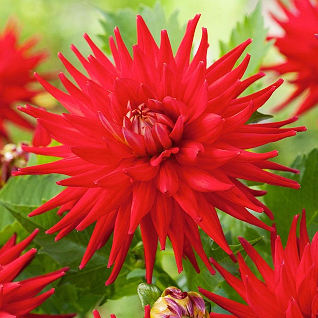 Dahlie große Dahlienpflanzen für Garten und Töpfe Knollen Produktbild 