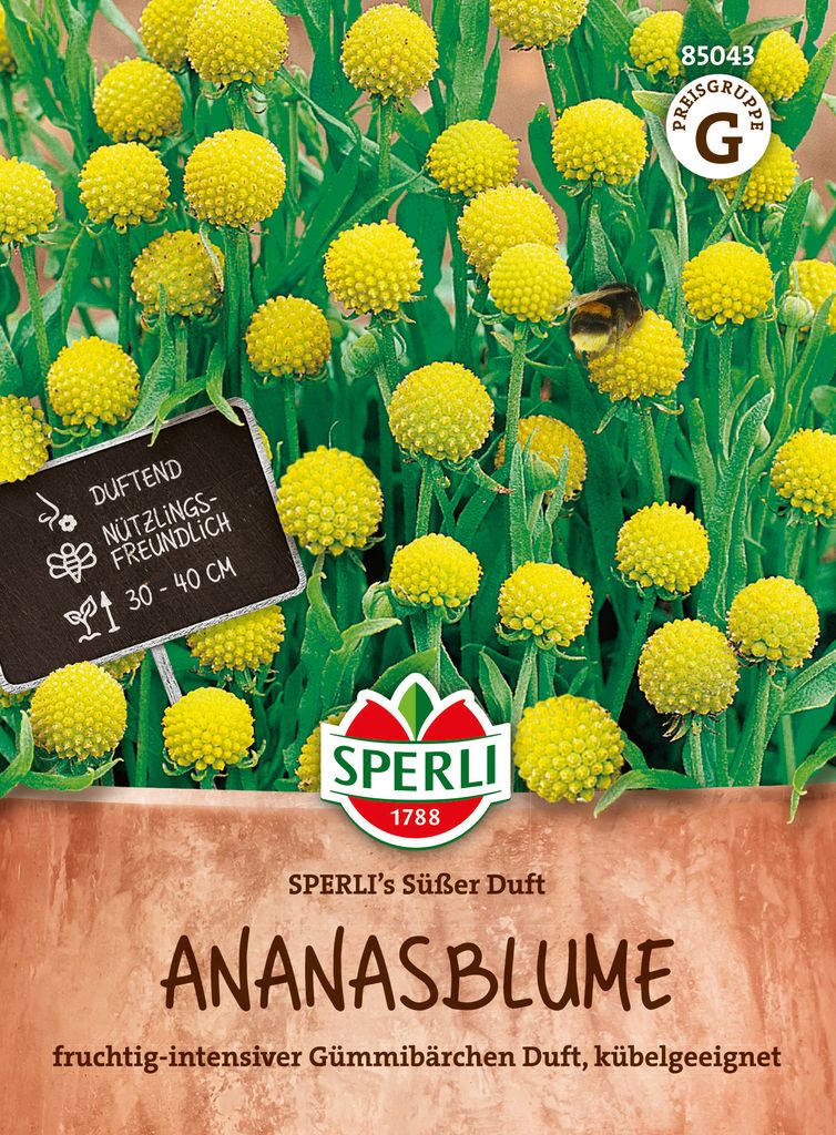 SPERLI Ananasblumensamen Süßer Duft Cephalophora aromatica 45 Pflanzen