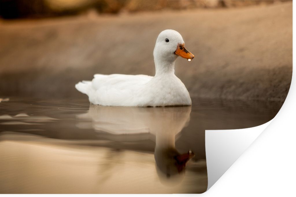 MuchoWow Wandtattoo Wandsticker Wandaufkleber Ente - Vogel - Wasser - Weiß 120x80 cm Selbstklebend und Repositionierbar - Selbstklebend - Fotota...