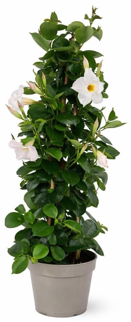 Mandevilla Dipladenia – trubkovité květy – pyramidový tvar Obrázek produktu 