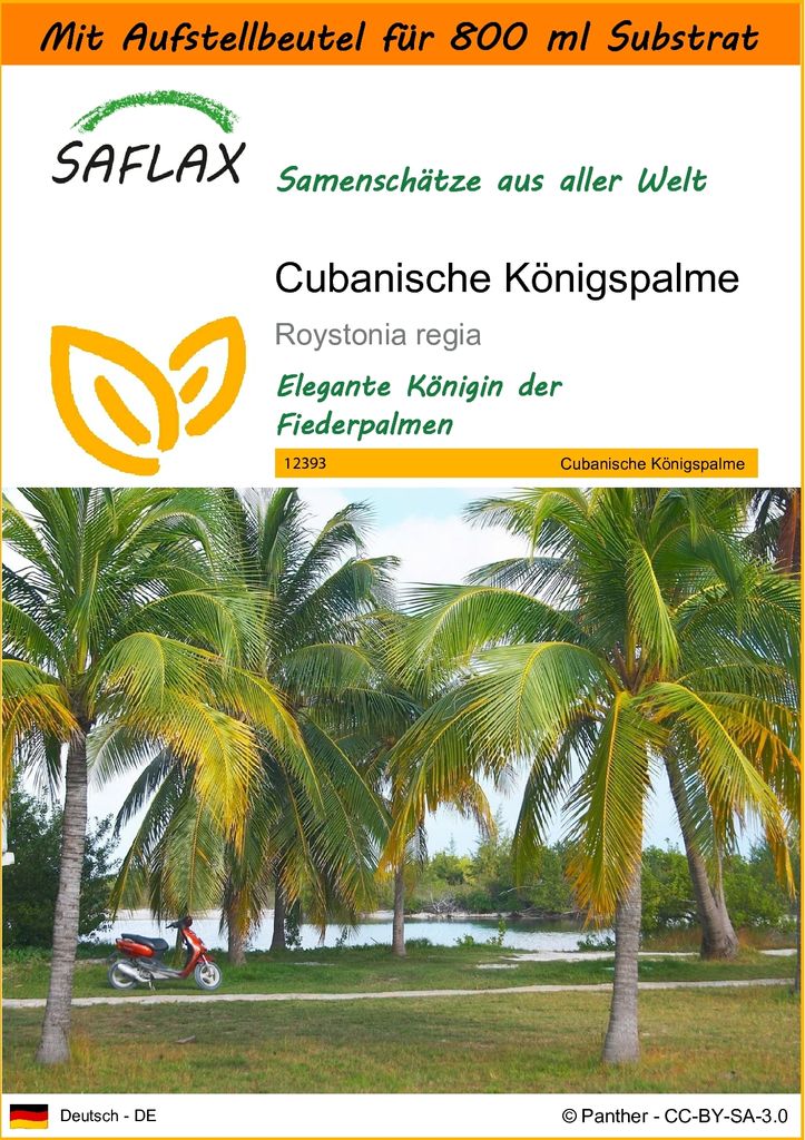 SAFLAX - Garden in the Bag - Cubanische Königspalme - 8 Samen - Mit Anzuchtsubstrat im praktischen, selbst aufstellenden Beutel - Roystonia regia