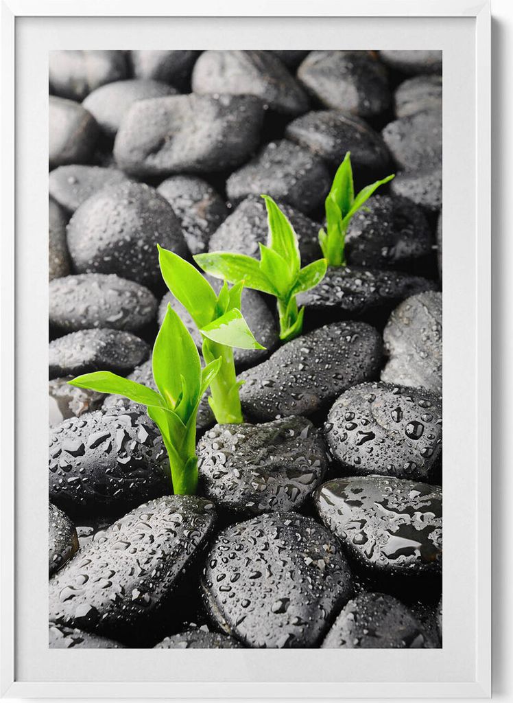 Grüne Pflanzen auf nassen Steinen– Wandbild mit Rahmen – Gerahmtes Bild – Wanddekoration – 70x100 cm – Weiß Rahmen