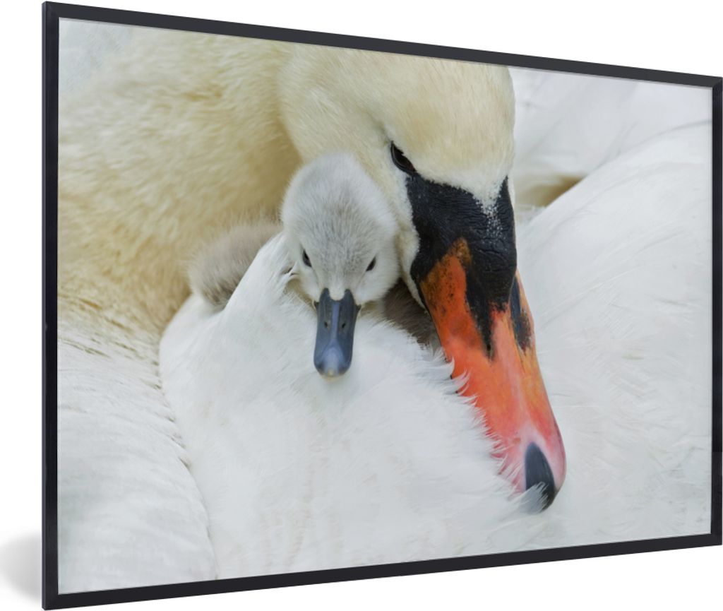 MuchoWow MuchoWow Gerahmtes Poster Schwan - Küken - Makro 90x60 cm - Poster mit zchwarzem Bilderrahmen - Fotorahmen - Foto-Plakat