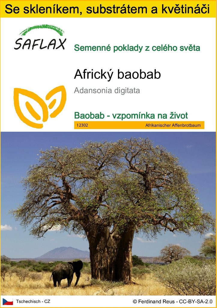 SAFLAX Kultivační sada - Africký baobab - Adansonia Obrázek produktu 