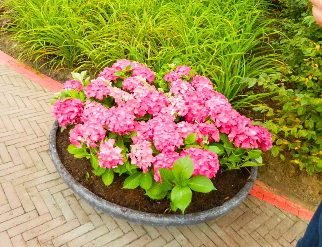 Hortensia rouge Alpenglühen : Fleurir facilement un jardin sombre et froid