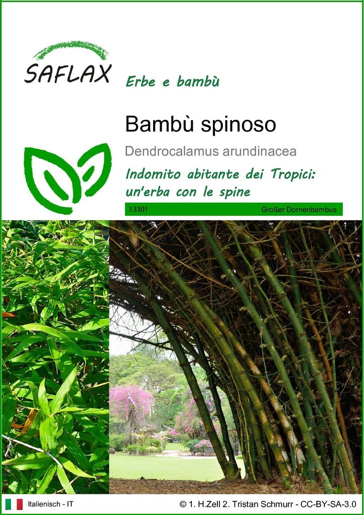 SAFLAX  - Bambù spinoso - 50 semi - Dendrocalamus Immagine del prodotto 