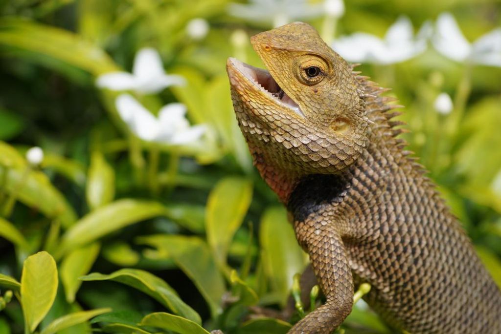 hansepuzzle 29717 - Eidechse Puzzle, 2000 Teile, Tierwelt, 90,0 x 60,0cm mit hochwertiger Aufbewahrung, Kartonbox und wiederverschließbarem Beutel