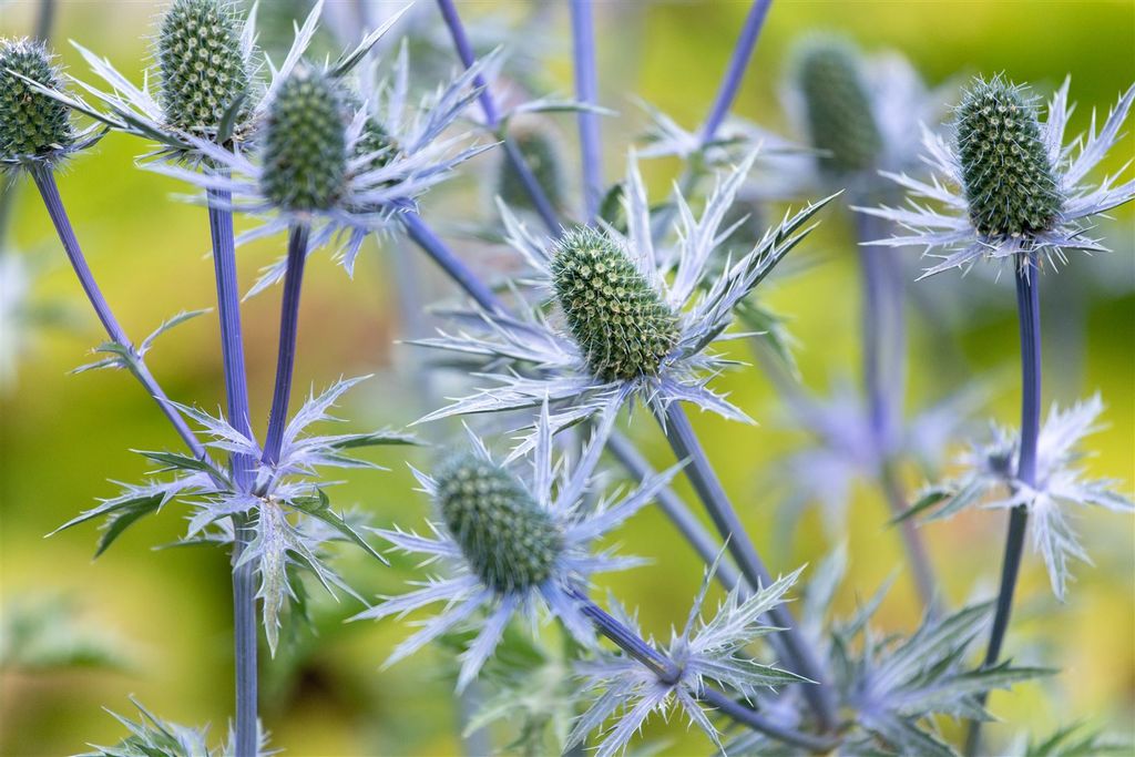 Elfenbein-Mannstreu Eryngium giganteum P 1 | Kaufland.de