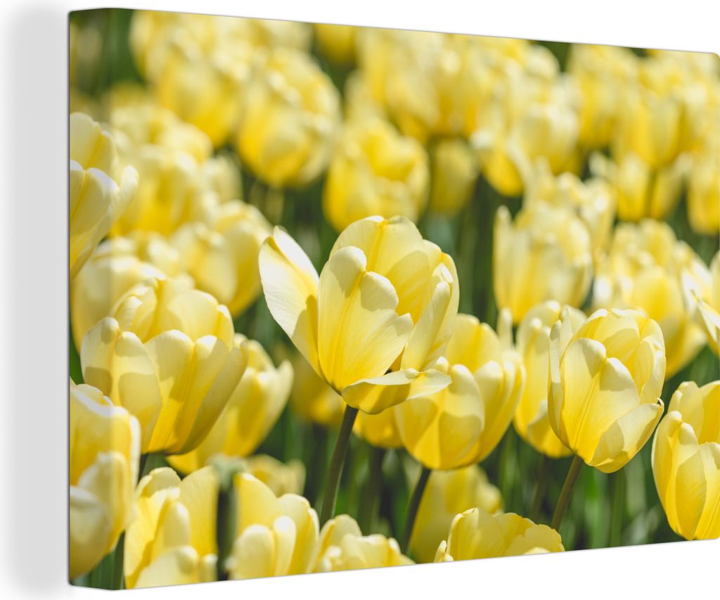 OneMillionCanvasses - Leinwandbilder - 140x90 cm, Feld mit gelben Tulpen im Sommer, Wandbilder Kunstdruck Wanddekoration - Foto auf Leinwand - Ge...