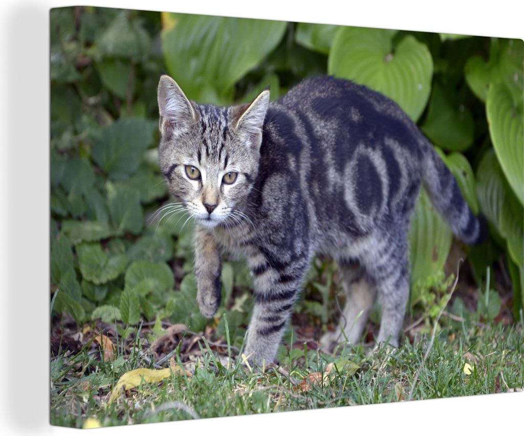 OneMillionCanvasses - Leinwandbilder - 150x100 cm, Katze - Haustier - Garten - Mädchen - Kinder - Kinder - Kind, Wandbilder Kunstdruck Wanddekor...